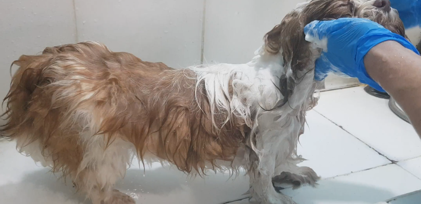 Imagen de baño y secado