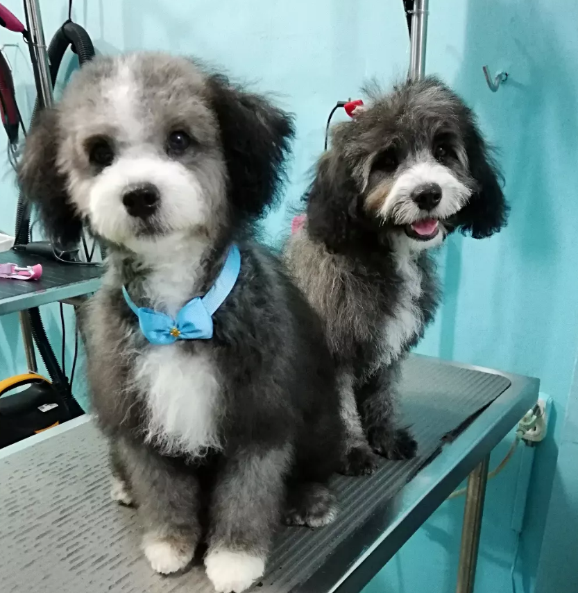 Imagen de mascota durante el servicio